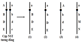 Hình bên mô tả cấu trúc của một cặp nhiễm sắc thể tương đồng và các giao tử được tạo ra, các chữ cái A, a, B, b, D, d, E, e là các gene trên nhiễm sắc thể, hình số mấy mô tả giao tử mang NST bị đột biến cấu trúc? (ảnh 1)