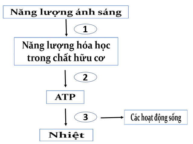 Sơ đồ dưới đây mô tả các giai đoạn chuyển hóa năng lượng trong sinh giới. Số 1, 2, 3 trong sơ đồ lần lượt là (ảnh 1)