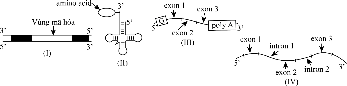 Cho một số phân tử nucleic acid thuộc tế bào nhân thực có cấu trúc được thể hiện ở hình ảnh dưới đây: Phân tử có cấu trúc hoàn chỉnh và sẵn sàng tham gia làm khuôn cho quá trình dịch mã là A. (IV). B. (I). C. (II). D. (III). (ảnh 1)