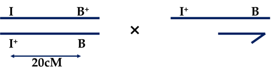 Ở ruồi giấm (Drosophila melanogaster), mắt dẹt là kiểu hình đột biến do allele B quy định, trội hoàn toàn so với mắt bình thường (mắt kiểu dại) được quy định bởi allele B+; ngoài ra, có một locus gene quy định sự phát triển phôi, (ảnh 1)