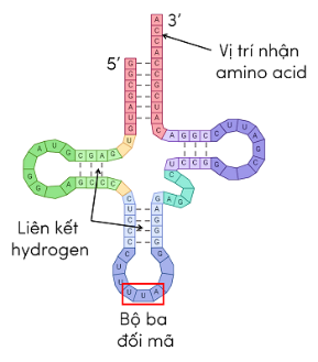 Hình ảnh bên minh họa cho cấu trúc của phân tử  A. DNA.	B. mRNA. C. tRNA	D. rRNA. (ảnh 1)