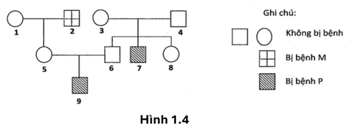 Sơ đồ phả hệ Hình 1.4 mô tả sự di truyền 2 bệnh ở người là bệnh P và bệnh M, allele A quy định không bị bệnh P trội hoàn toàn so với allele a bị bệnh P.  (ảnh 1)