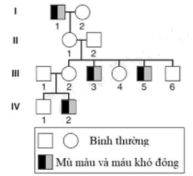 Phả hệ hình bên cho thấy bốn thế hệ của một gia đình được M.Madlener mô tả vào năm 1928. Biết rằng mỗi bệnh do một gene  riêng biệt quy định, các allele gây bệnh đều nằm trên NST giới tính X  (ảnh 1)
