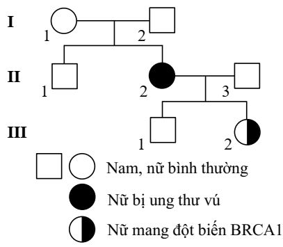 Một nghiên cứu theo dõi nguy cơ ung thư vú ở phụ nữ mang đột biến BRCA1 (Breast Cancer gene  1 - một gene  ức chế khối u có vai trò bảo vệ tế bào khỏi sự phát triển bất thường dẫn đến ung thư,  (ảnh 1)