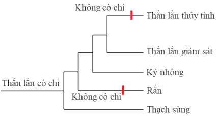 Hình 2 thể hiện mối quan hệ tiến hóa giữa các loài bò sát khác nhau. Các nhánh và điểm phân nhánh cho thấy mức độ tiến hóa và tổ tiên chung của các loài này. Hai loài có quan hệ tiến hóa gần nhất là: (ảnh 1)