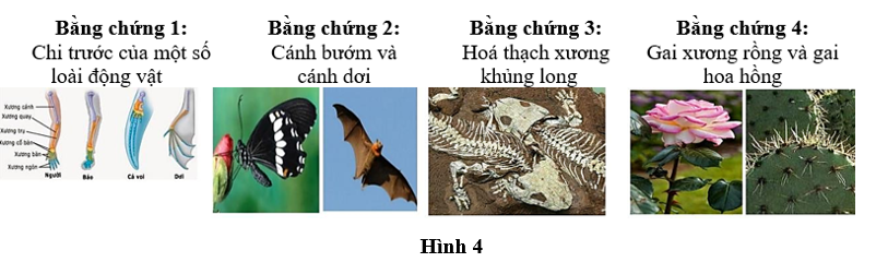 Cho các bằng chứng tiến hóa ở Hình 4: Có bao nhiêu bằng chứng thuộc nhóm bằng chứng giải phẫu so sánh? A. 1. B. 3. C. 2. D. 4. (ảnh 1)