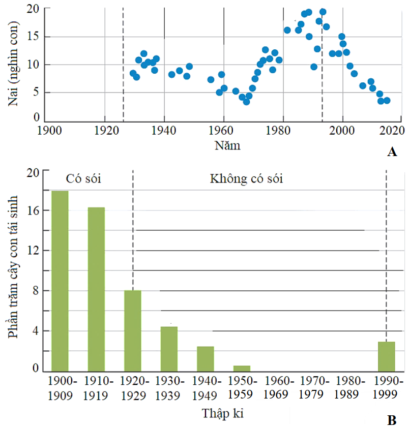 Sói xám (Canis lupus) ở vườn quốc gia Yellowstone bị con người săn bắn từ năm 1926 và dẫn đến tuyệt chủng ngay sau đó.  (ảnh 1)