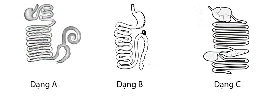 Dưới đây là hình ảnh về răng, xương sọ và dạng ống tiêu hóa của 3 loài thú là thỏ, chó sói và trâu rừng. (ảnh 2)