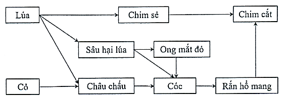 Cho lưới thức ăn được mô tả như Hình 17   Hình 17 Có bao nhiêu loài sinh vật được xếp vào bậc dinh dưỡng cấp 4? (ảnh 1)