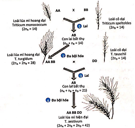 Hình vẽ sau đây mô tả về quá trình hình thành loài lúa mì T. aestivum.     Dựa vào sơ đồ trên hãy cho biết loài lúa mì T. aestivum được hình thành theo con đường (ảnh 1)