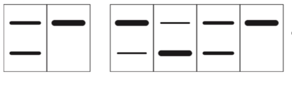 Một thí nghiệm được thực hiện như sau ở một loài thực vật: Bước 1. Tiến hành lai giữa cây A và cây B, thu được F1. Bước 2: Chọn ngẫu nhiên 4 cây ở thế hệ F1, đánh số thứ tự cây 1, cây 2, cây 3, cây 4. (ảnh 1)