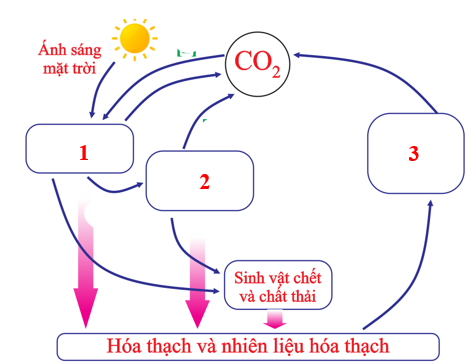 Chu trình bên thể hiện sự tuần hoàn carbon trong tự nhiên đi qua các nhóm sinh vật của hệ sinh thái. Trong chu trình, vị trí số mấy là sinh vật sản xuất? (ảnh 1)