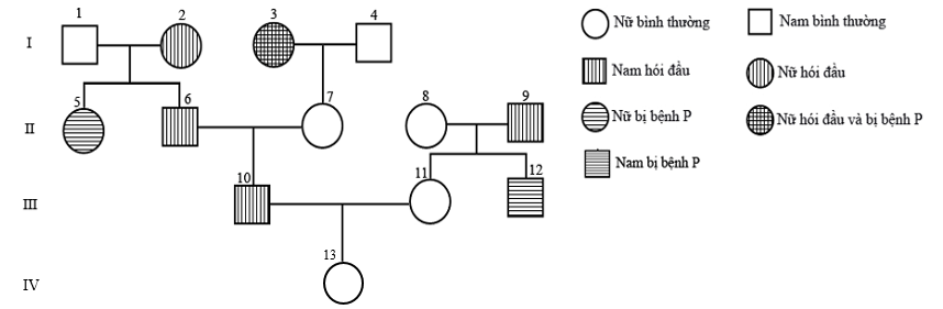 Cho sơ đồ phả hệ sau: Biết rằng hai cặp gene quy định hai tính trạng nói trên không cùng nằm trong một nhóm gene liên kết; bệnh hói đầu do allele trội H nằm trên nhiễm sắc thể thường quy định, (ảnh 1)