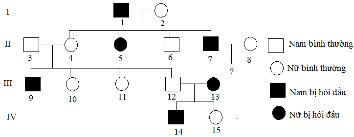 Cho sơ đồ phả hệ sau: Ở người, kiểu gene HH quy định bệnh hói đầu, hh quy định không hói đầu; những người đàn ông có kiểu gene dị hợp Hh bị hói đầu, người nữ không bị hói đầu. (ảnh 1)