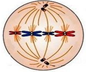 Theo dõi quá trình phân bào ở một cơ thể sinh vật lưỡng bội bình thường, người ta vẽ được sơ đồ minh họa sau đây:   Cho biết quá trình phân bào không xảy ra đột biến. Hình này mô tả (ảnh 1)