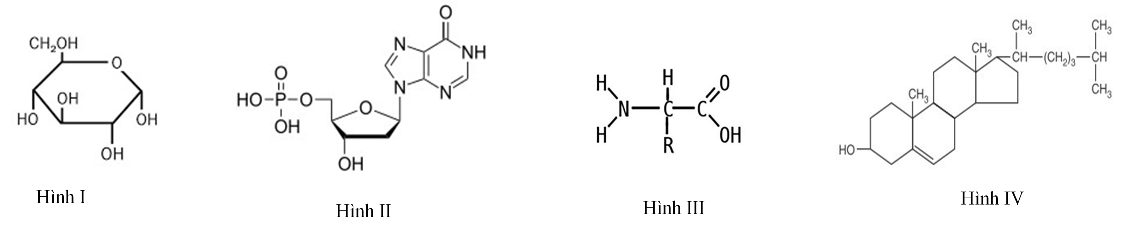 Hình nào sau đây mô tả đúng cấu tạo đơn phân của nucleic acid?     A. Hình I. 	B. Hình II.	C. Hình IV. 	D. Hình III.  (ảnh 1)