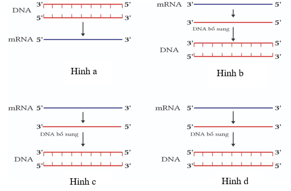 Hình nào dưới đây mô tả đúng quá trình phiên mã ngược? (ảnh 1)