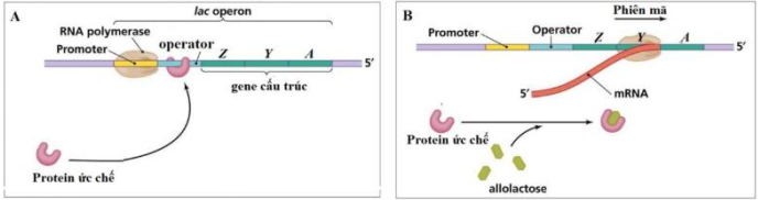 Hình dưới đây mô tả trạng thái hoạt động của operon Lac ở vi khuẩn E.coli. (ảnh 1)