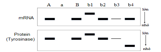 Ở chuột túi Wallaby, nếu tyrosinase không hoạt động, sắc tố melanin sẽ không được tổng hợp và gây ra bệnh bạch tạng. Khi cho một cá thể cái bạch tạng (a) giao phối với một cá thể đực kiểu dại (A) (ảnh 1)