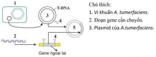 Hình vẽ dưới đây mô tả một giai đoạn của nguyên lí tạo thực vật biến đổi gene:   Phát biểu nào sau đây là đúng? (ảnh 1)
