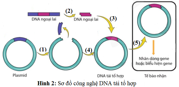 Hình 10 mô tả công nghệ DNA tái tổ hợp, các số (1), (2), (3), (4), (5) thể hiện các giai đoạn. Hãy cho biết người ta sử dụng enzyme cắt giới hạn (restriction endonuclease) ở giai đoạn nào( viết theo thứ tự từ nhỏ đến lớn)? (ảnh 1)