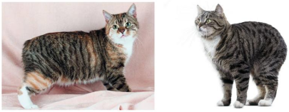 Mèo Manx là một giống mèo nhà có đặc điểm đặc trưng là hoàn toàn không có đuôi. Đặc điểm này được gây ra bởi allele trội.  (ảnh 1)