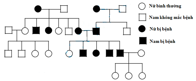 Nghiên cứu phả hệ về một bệnh di truyền ở người    Hãy cho biết điều nào dưới đây giải thích đúng cơ sở di truyền của bệnh trên phả hệ? (ảnh 1)