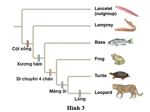Hình 3 mô tả cây phát sinh chủng loại. Cho biết nhận định nào sau đây đúng? (ảnh 1)