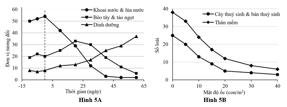 Ốc Bươu vàng (Pomacea canalicaluta) là loài ngoại lai xâm hại có nguồn gốc từ Nam Mĩ được du nhập tới Đài Loan và phát triển mạnh ra khắp Đông Nam Á.  (ảnh 1)
