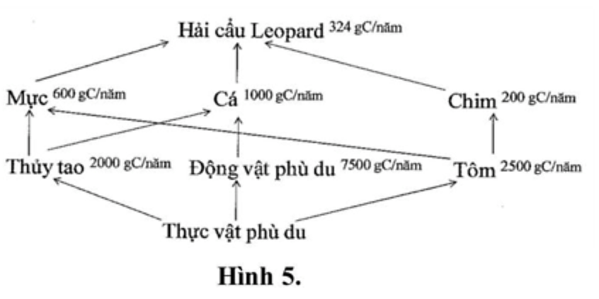 Khi nghiên cứu hệ sinh thái của một vùng biển, các nhà khoa học đã xác định được sinh khối tích lũy trong mỗi loài, nhóm loài như hình 5. (ảnh 1)
