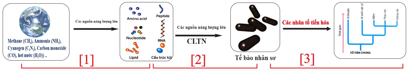 Hình dưới đây mô tả giai đoạn nào của quá trình phát sinh sự sống trên trái đất?    Các phát biểu nào sau đây đúng với hình trên? (ảnh 1)