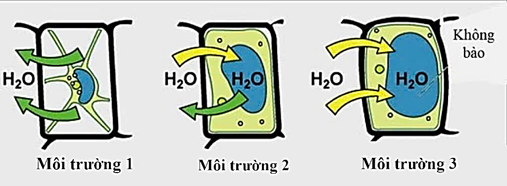 Cho 3 tế bào thực vật vào 3 môi trường 1, 2, 3 quan sát thấy các hiện tượng như trong hình 2. (ảnh 1)