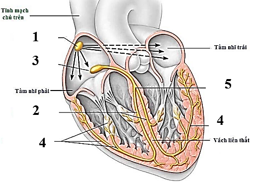 Hình bên mô tả các thành phần của hệ dẫn truyền tim ở người. Quan sát hình và cho biết, mỗi phát biểu dưới đây khi nói về tuần hoàn máu là Đúng hay Sai? (ảnh 1)