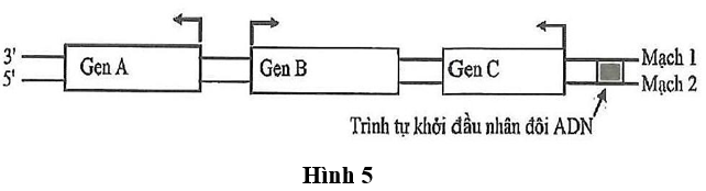 Hình 5 mô tả sơ đồ 3 gene A, B, C cùng nằm trên một phân tử DNA ở một loài vi khuẩn. Mũi tên ở mỗi gene chỉ vị trí bắt đầu phiên mã và hướng phiên mã của gene đó.  (ảnh 1)