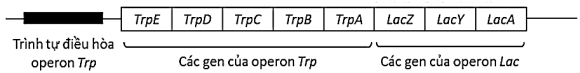 Để nghiên cứu về sự điều hòa theo mô hình operon ở tế bào vi khuẩn E Coli, các nhà khoa học đã thiết kế một “operon lai”, trong đó chứa trình tự các gene của operon tryptophan (Trp)  (ảnh 1)