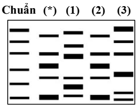 Một nhà khoa học phân lập một loại virus (*) từ mẫu mô và không chắc chắn về bản chất của nó . Dựa trên đặc tính sinh học, ông nghi ngờ đó có thể là virus thủy đậu (1), virus sởi (2) hoặc virus cúm A (3). (ảnh 1)