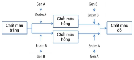 Ở một loài thực vật, tính trạng màu sắc hoa do sự tương tác giữa các sản phẩm của hai cặp gene  A, a và B, b phân li độc lập quy định. Gene  A và gene  B tác động đến sự hình thành màu sắc hoa theo sơ đồ: (ảnh 1)