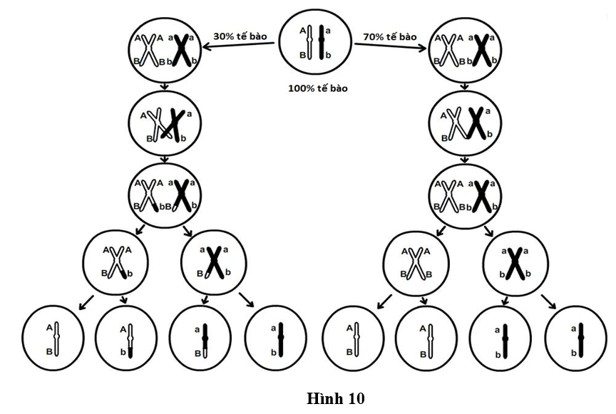 Ở một loài côn trùng, allele A quy định thân xám trội hoàn toàn so với allele a quy định thân đen, allele B quy định mắt đỏ trội hoàn toàn so với mắt trắng. (ảnh 1)