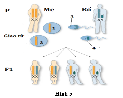 Hình 5 mô tả cơ chế di truyền NST giới tính ở người.  (ảnh 1)