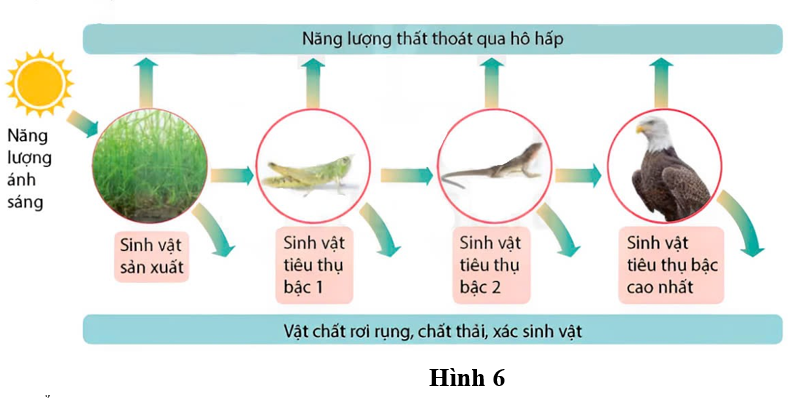 Sơ đồ Hình 6 mô tả dòng năng lượng truyền qua các bậc dinh dưỡng trong hệ sinh thái, hãy cho biết phát biểu nào sau đây sai? (ảnh 1)