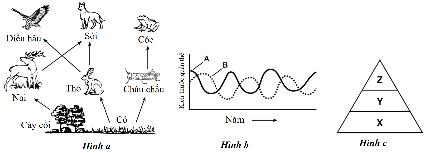 Hình dưới đây minh họa một hệ sinh thái tự nhiên bao gồm: Cấu trúc lưới thức ăn (Hình a): Cho thấy sự phụ thuộc lẫn nhau giữa các sinh vật trong hệ sinh thái, sự biến động số lượng cá thể của 2 quần thể (Hình b), tháp năng lượng của hệ sinh thái (Hình c). (ảnh 1)