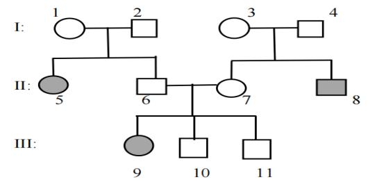 Xét về bệnh bạch tạng ở người, một người đàn ông có cô em gái bị bệnh, lấy một người vợ có người anh trai bị bệnh. Cặp vợ chồng này sinh được 3 người con, người con gái đầu bị bệnh, người con trai thứ hai và người con trai thứ ba đều bình thường (ảnh 2)
