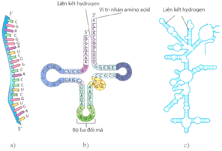 Hình dưới đây minh họa một số loại RNA: (a) một đoạn mRNA; (b) tRNA; (c) rRNA. Dựa vào hình bên dưới hãy cho biết các kết luận dưới đây là sai? (ảnh 1)