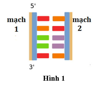Hình 1 mô tả cấu trúc không gian mô phỏng của phân tử DNA, nếu mạch 1 có chiều 5’ – 3’ thì mạch 2 có chiều  A. 3’-5’.   	B. 5’-3’.   C. 5’-5’	D. 3’-3’. (ảnh 1)