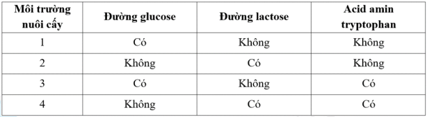 Để nghiên cứu về sự điều hòa theo mô hình operon ở tế bào vi khuẩn E Coli, các nhà khoa học đã thiết kế một “operon lai”, trong đó chứa trình tự các gene của operon tryptophan (Trp)  (ảnh 2)