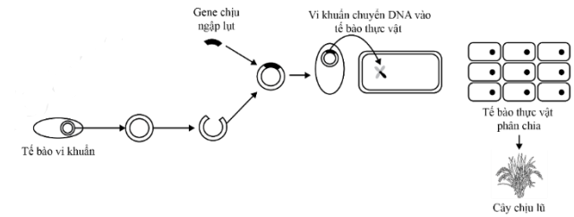 Các nhà nghiên cứu đã tạo ra những cây lúa chịu mặn. Đây là tin vui cho nông dân vùng đất mặn ven biển. Hãy chỉ ra phương pháp tạo giống lúa chịu mặn đã được áp dụng hoàn toàn trong ví dụ trên.  (ảnh 1)