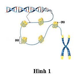 Hình 1 mô tả cấu trúc siêu hiển vi của nhiễm sắc thể, (A) và (B) lần lượt là cấu trúc nào sau đây? (ảnh 1)