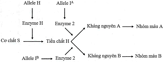 Ở người, sự hình thành nhóm máu ABO do hoạt động phối hợp của 2 gene H và I, được thể hiện trong sơ đồ hình bên. Allele lặn h và allele lặn IO đều không tổng hợp được enzyme tương ứng.  (ảnh 1)