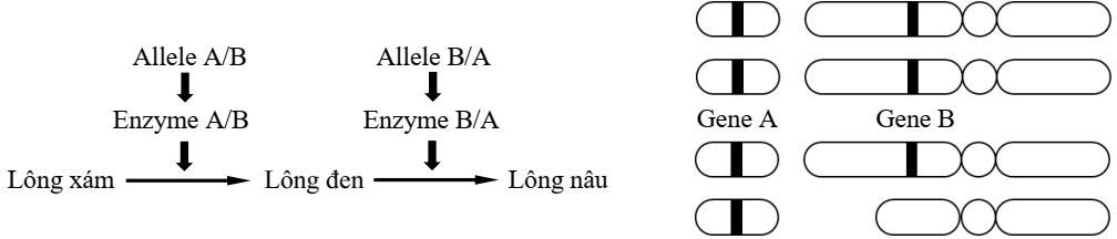 Ở một loài mèo, tính trạng màu lông do hai cặp gene  A, a và B, b phân li độc lập cùng quy định theo sơ đồ chuyển hóa và có vị trí trên nhiễm săc thể như Hình 11. (ảnh 1)