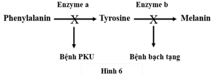 Sơ đồ hình 6 mô tả rút gọn con đường chuyển hoá phenylalanin liên quan đến hai bệnh chuyển hoá ở người, gồm phenylketonuria (PKU) và bạch tạng. Allele A mã hóa enzyme A xúc tác chuyển hóa phenylalanin thành tyrosine (ảnh 1)